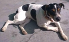 Flipy, bodeguero de 3 años busca hogar - mejor precio | unprecio.es