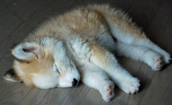 hermoso cachorro husky poco para ti.