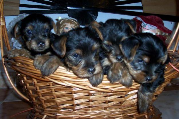 VENDO CACHORROS YORKSHIRE PARA ESTAS NAVIDADES