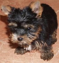 Yorkshire, cachorros muy economicos