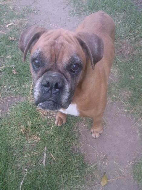 Boxer de 10 años abandonado en una residencia