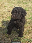 camada de caniche toy y enano; blancos y negros, calidad&profesionalidad - mejor precio | unprecio.es