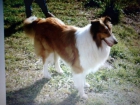 Collies preciosos - mejor precio | unprecio.es