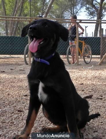 Cruce de border collie y pastor mallorquin en adopción.