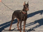 Dobermann - mejor precio | unprecio.es