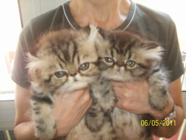 gatitos persas americanos