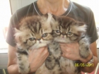 gatitos persas americanos - mejor precio | unprecio.es