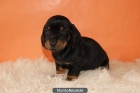 MARAVILLOSOS CACHORROS DE TECKEL KANICHEN COLOR FUEGO - mejor precio | unprecio.es