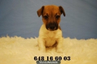 Mini jack russell terrier, de patita corta, preciosos, ABRIMOS TODOS LOS DIAS - mejor precio | unprecio.es