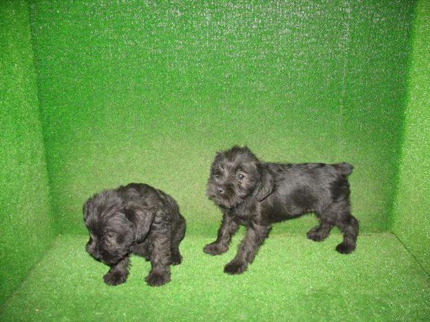 SCHNAUZER MINIATURA
