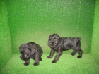 SCHNAUZER MINIATURA - mejor precio | unprecio.es
