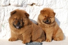 SE BUSCA FAMILIA PARA CACHORRO CHOW CHOW - mejor precio | unprecio.es