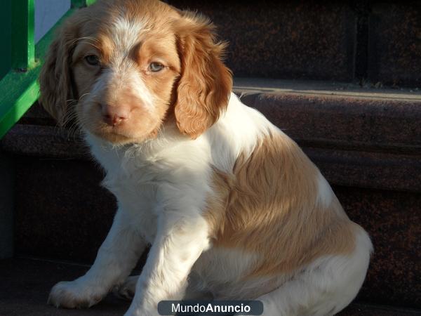 SPANIEL BRETON