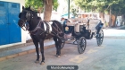 Vendo Caballo y Carruajes en Torrevieja - mejor precio | unprecio.es