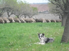 vendo cachorros border collie muy economicos - mejor precio | unprecio.es