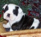 Camada Bulldog Frances machos y hembras. - Castellon - mejor precio | unprecio.es