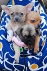 Chihuahua increibles cachorros Pura raza - mejor precio | unprecio.es