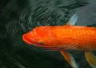 Grandes marcas para nuestros peces Koi plena madurez - mejor precio | unprecio.es