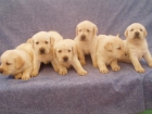 Magnificos cachorritos de labrador doradocon pedigree - mejor precio | unprecio.es