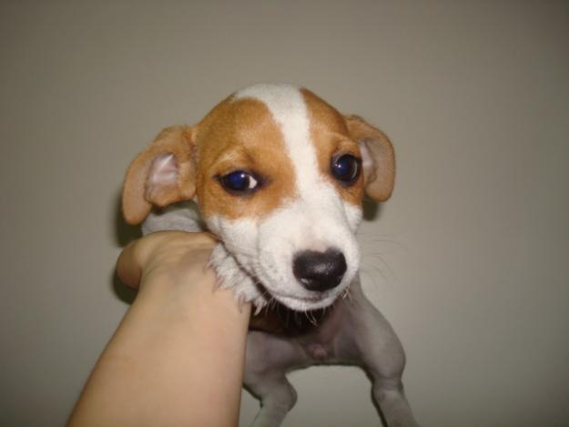 VENDO JACK RUSSELL HEMBRA