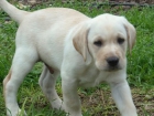 Vendo Labradores Retriever - mejor precio | unprecio.es