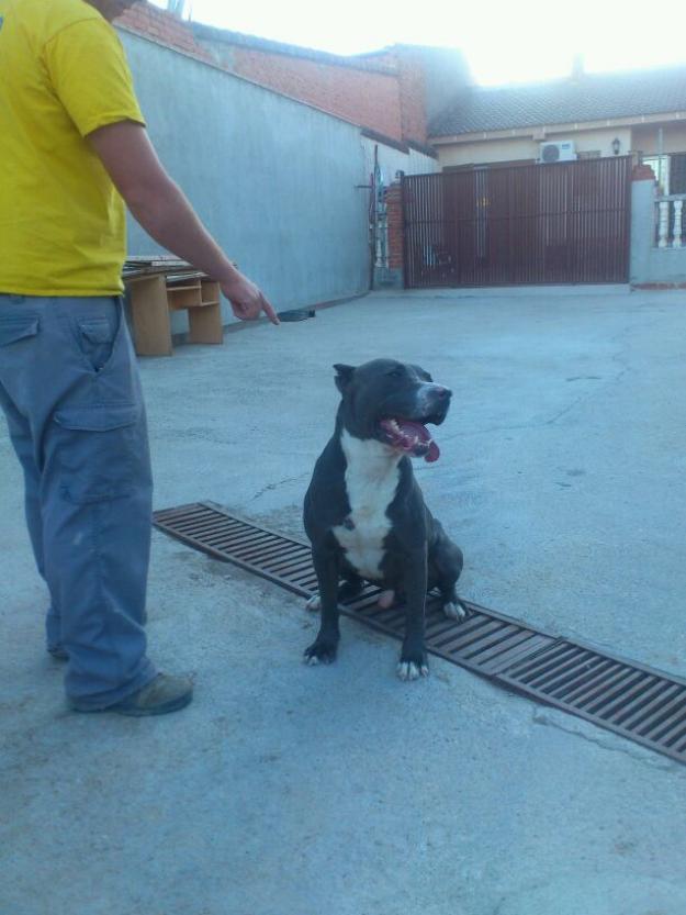 VENTA DE cachorros de pitbull 691244761 camada de pitbull