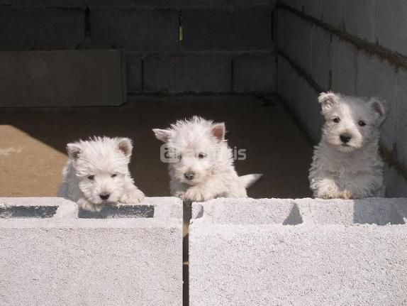 westys muy bonitos y sanos