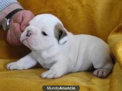 EXCELENTES bulldog inglés cachorros para adopuion