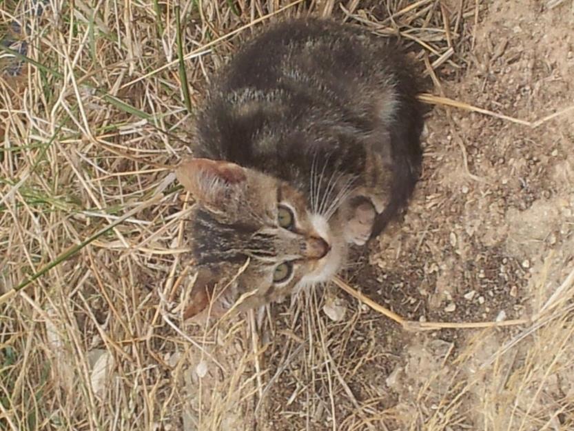 Gatitos en adopción urgente