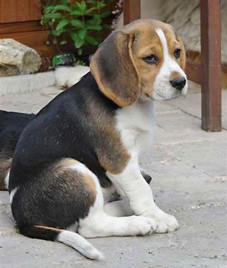 Beagle cachorro disponible