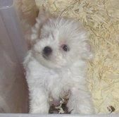 BICHON  MALTES  MINI    515
