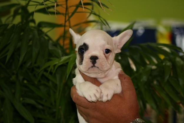Bulldog frances