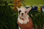 Bulldog frances - mejor precio | unprecio.es
