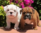 Cachorros de bulldog ingles disponibles - mejor precio | unprecio.es