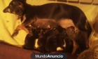 CAMADA 6 CACHORROS CRUCE RAZAS PEQUEÑAS - mejor precio | unprecio.es