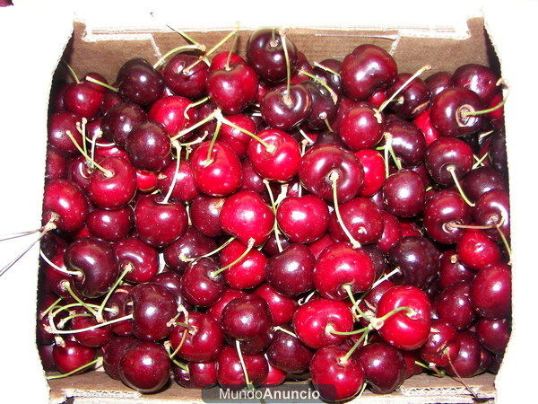 CEREZAS DEL VALLE DEL JERTE