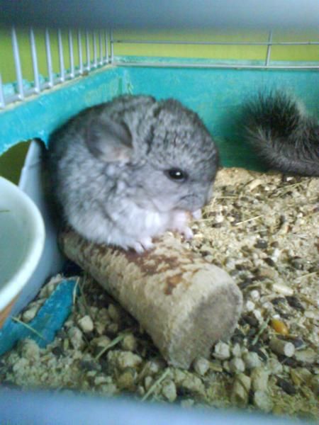 COMPRO JAULA DE HIERRO PARA CHINCHILLAS