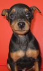 precioso mini pincher macho - mejor precio | unprecio.es
