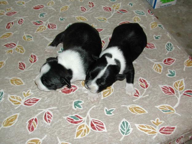 se venden cachorros stanfordshire bull terrier