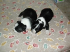 se venden cachorros stanfordshire bull terrier - mejor precio | unprecio.es