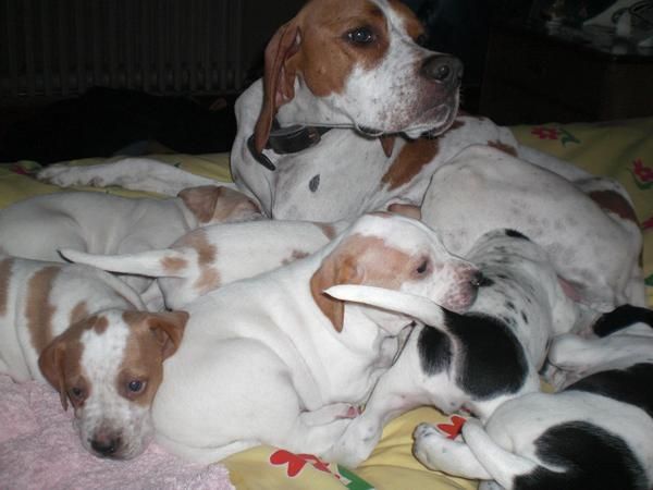 vendo cachorros pointer con setter  excelente linea de caza