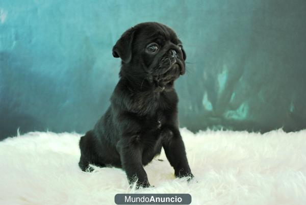 Adorables Carlinos Chatos y Cariñosos Criados en Familia