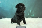Adorables Carlinos Chatos y Cariñosos Criados en Familia - mejor precio | unprecio.es