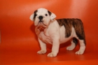 Bulldog Inglés lindo y adorable para la venta - mejor precio | unprecio.es