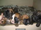 CACHORRITOS BOXER CON PEDIGREE ECONOMICOS - mejor precio | unprecio.es