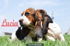 Basset hound seriedad y garantia - mejor precio | unprecio.es
