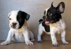 BULLDOG FRANCES 390€ - mejor precio | unprecio.es
