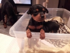 cachorro macho de mini pincher - mejor precio | unprecio.es