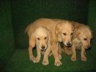 Cachorros GOLDEN RETREIVIER - mejor precio | unprecio.es