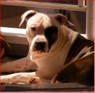 CAHORROS DE American StanfordShire Terrier - mejor precio | unprecio.es